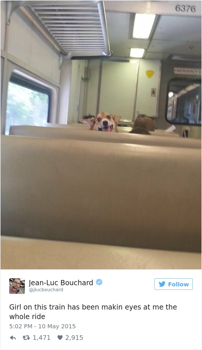 Top 20 best dog tweets "Girl on this train has been making eyes at me the whole ride"